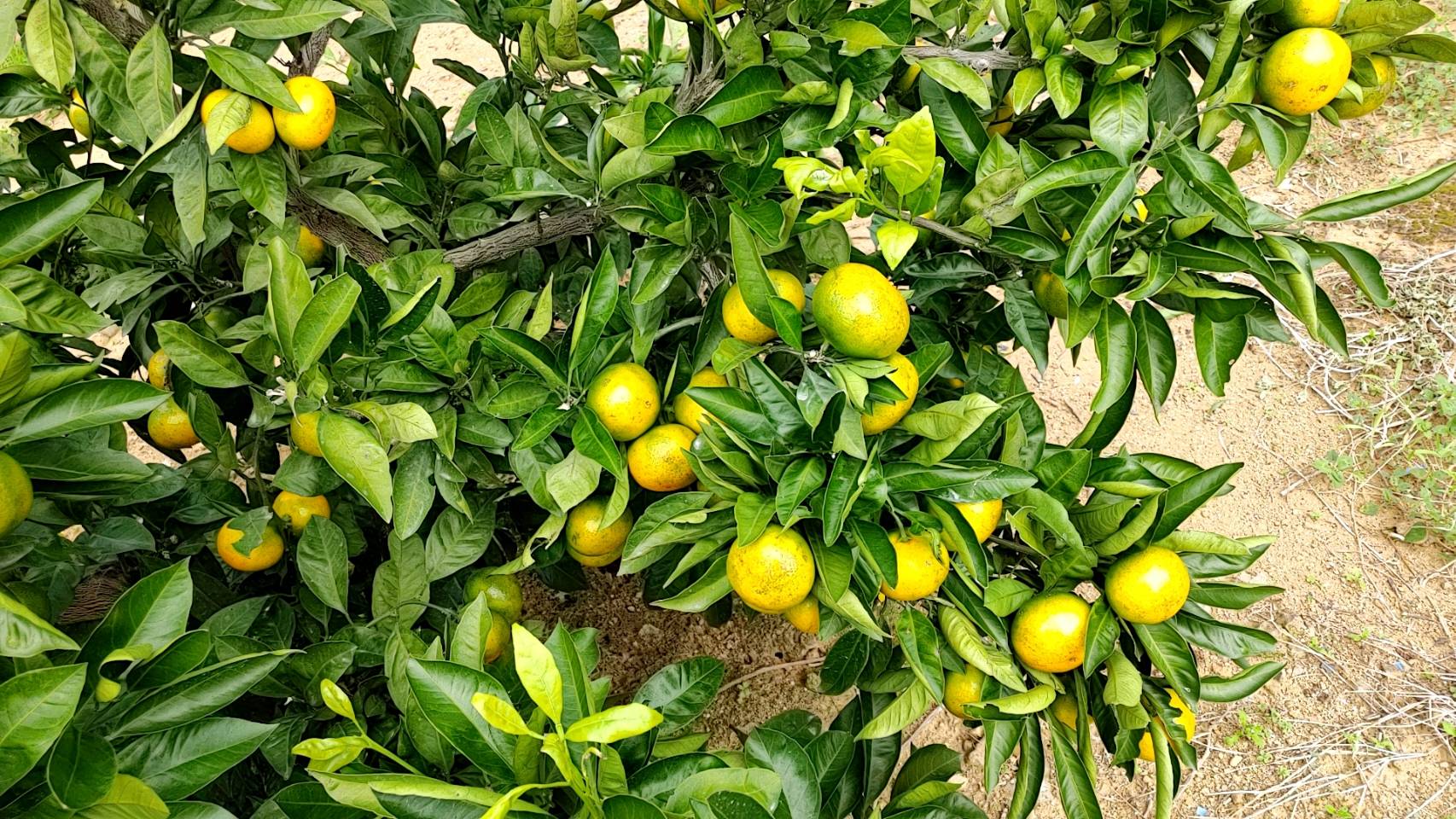 極早生みかんの木